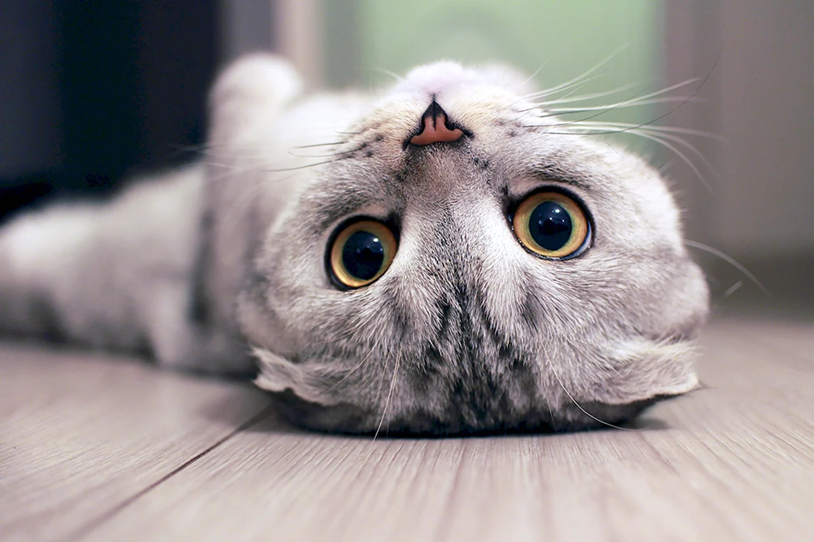 Шотландская кошка скоттиш фолд