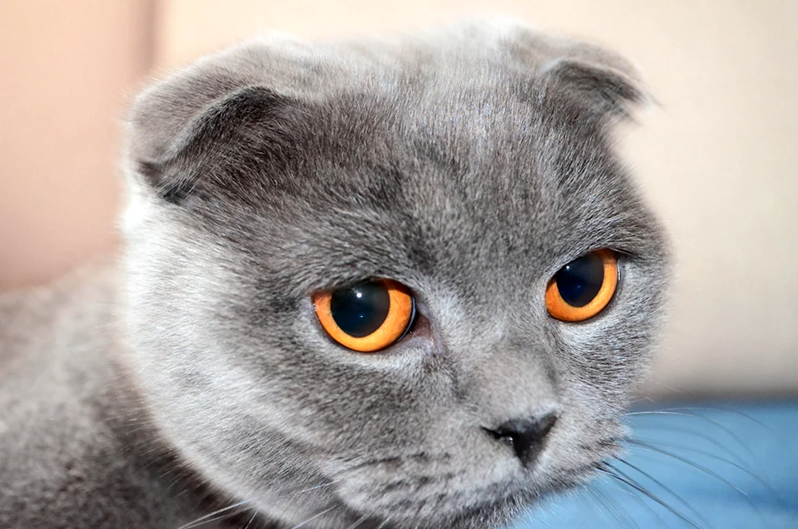 Шотландская вислоухая кошка