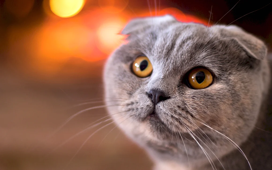 Шотландская вислоухая кошка