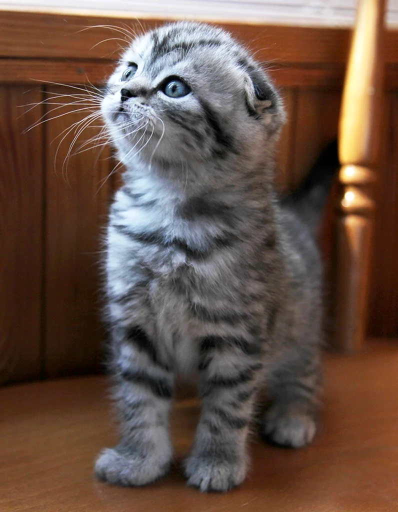 Шотландская вислоухая кошка