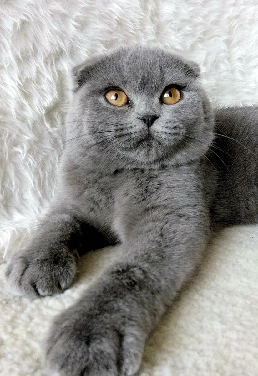 Шотландская вислоухая кошка