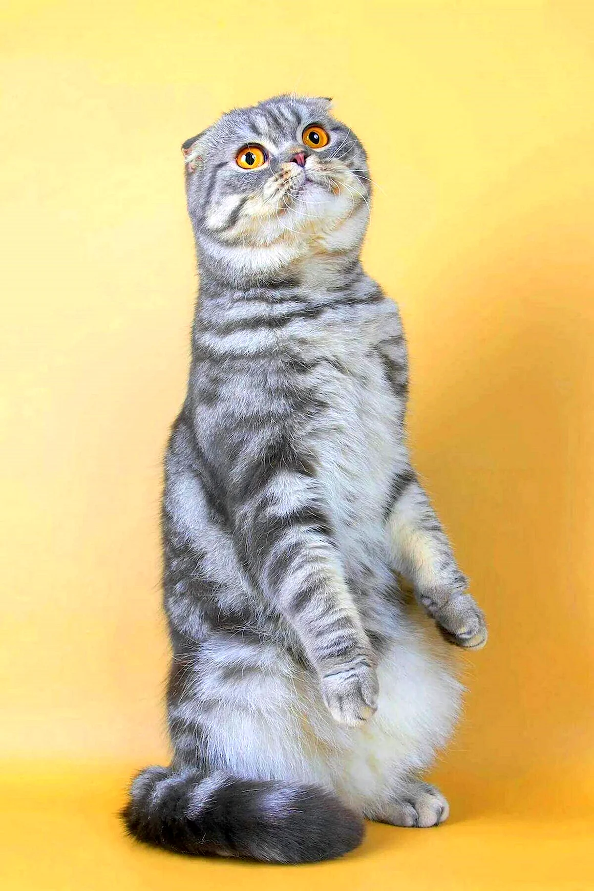 Шотландская вислоухая кошка