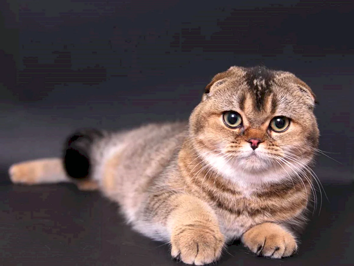 Шотландская вислоухая кошка