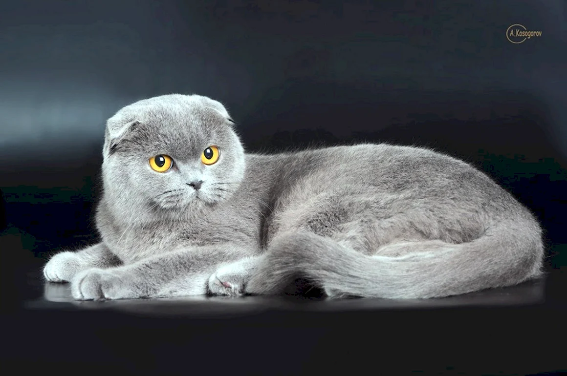 Шотландская вислоухая кошка
