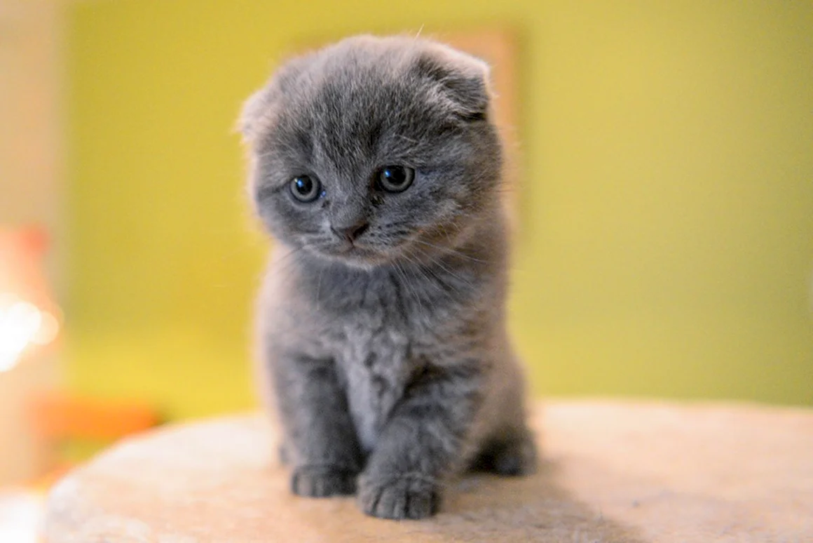 Шотландская вислоухая кошка