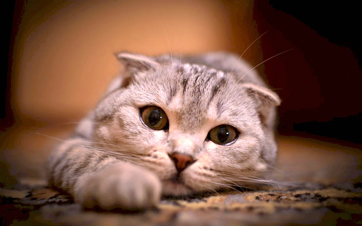 Шотландская вислоухая кошка