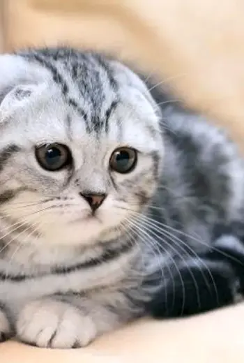 Шотландская вислоухая кошка