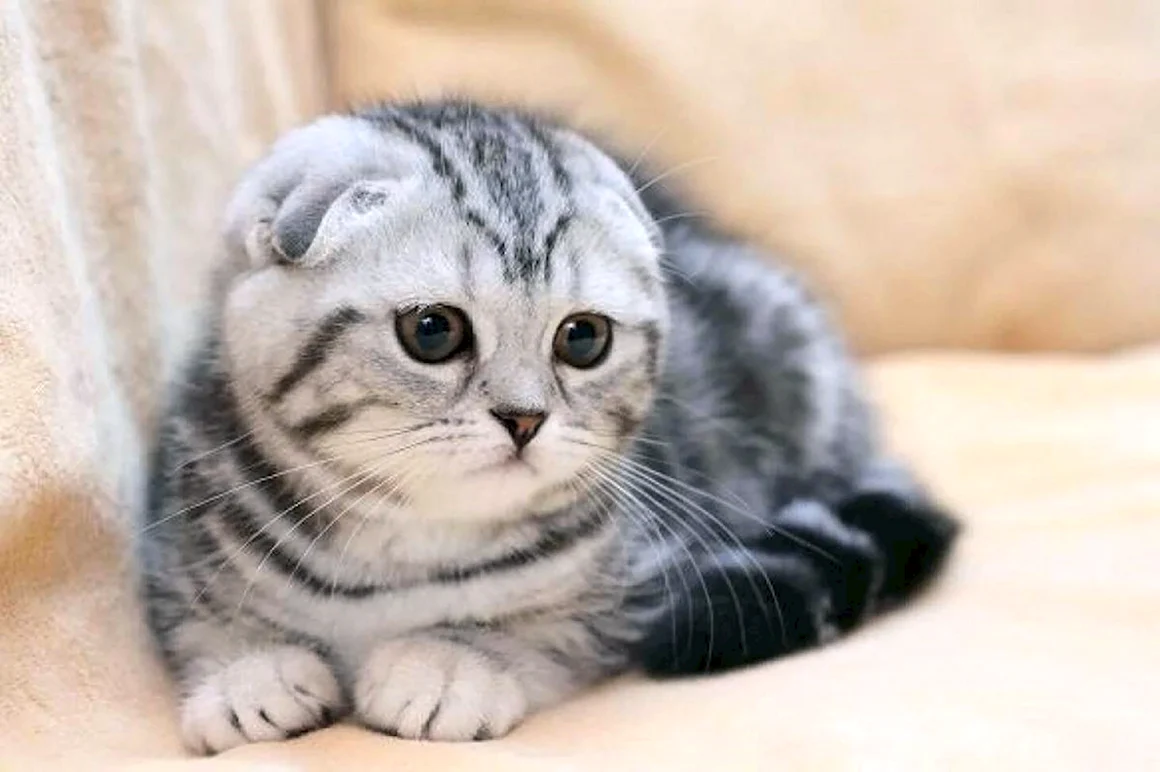 Шотландская вислоухая кошка