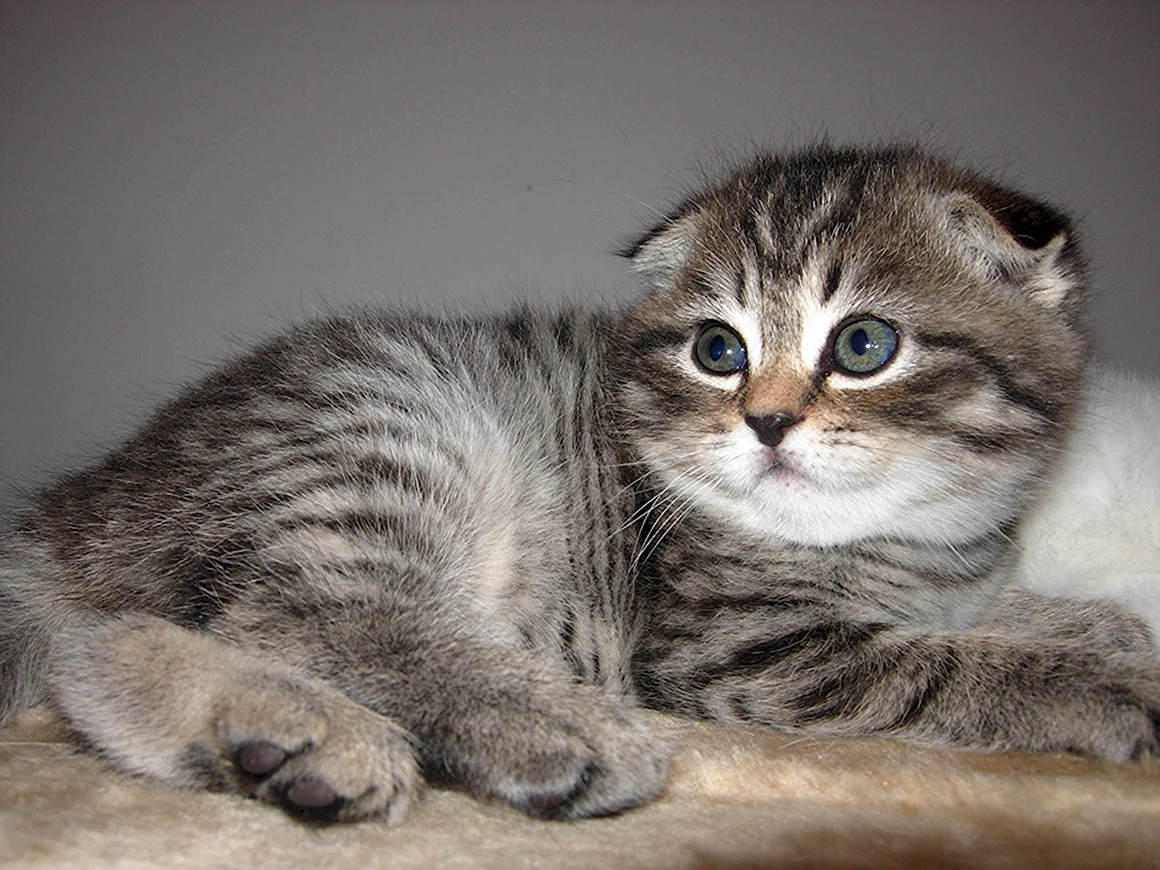 Шотландская вислоухая кошка
