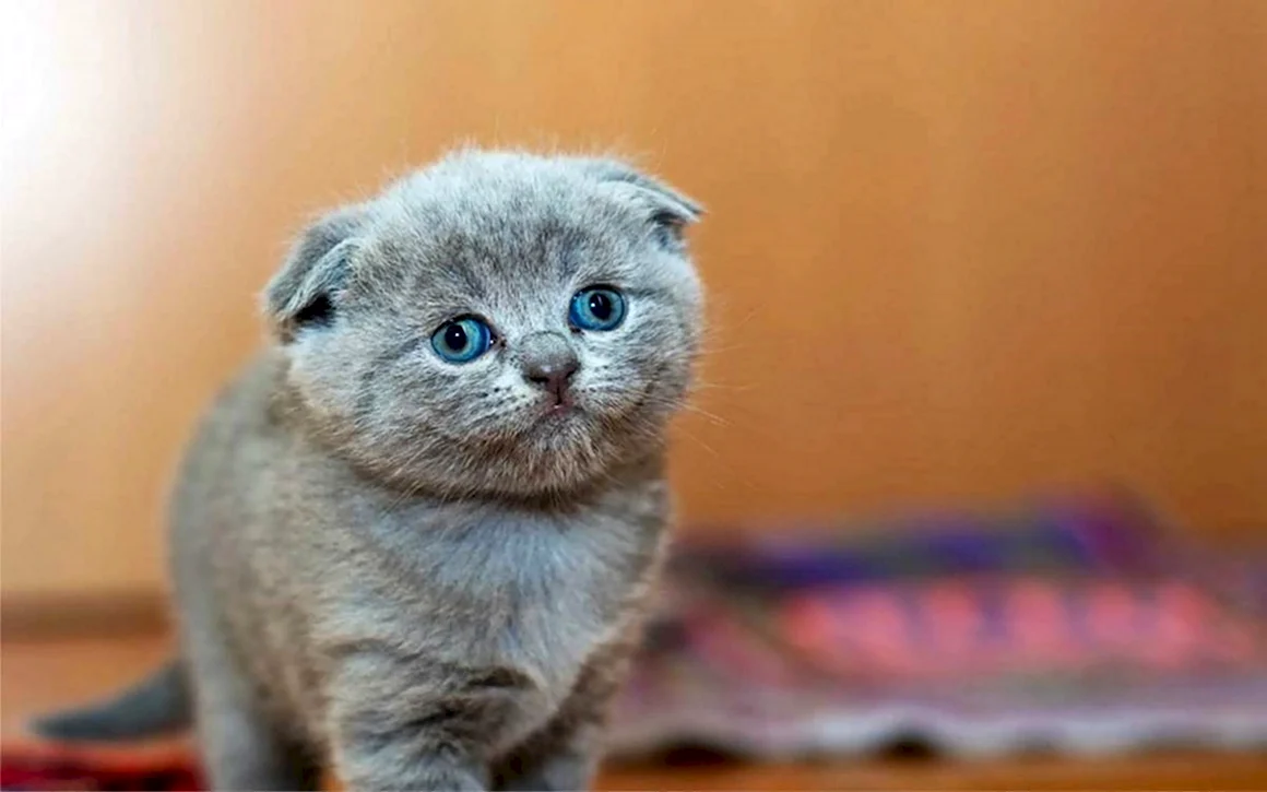 Шотландская вислоухая кошка