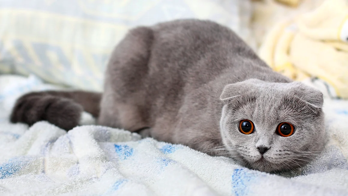 Шотландская вислоухая кошка