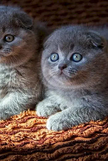 Шотландская вислоухая кошка голубая