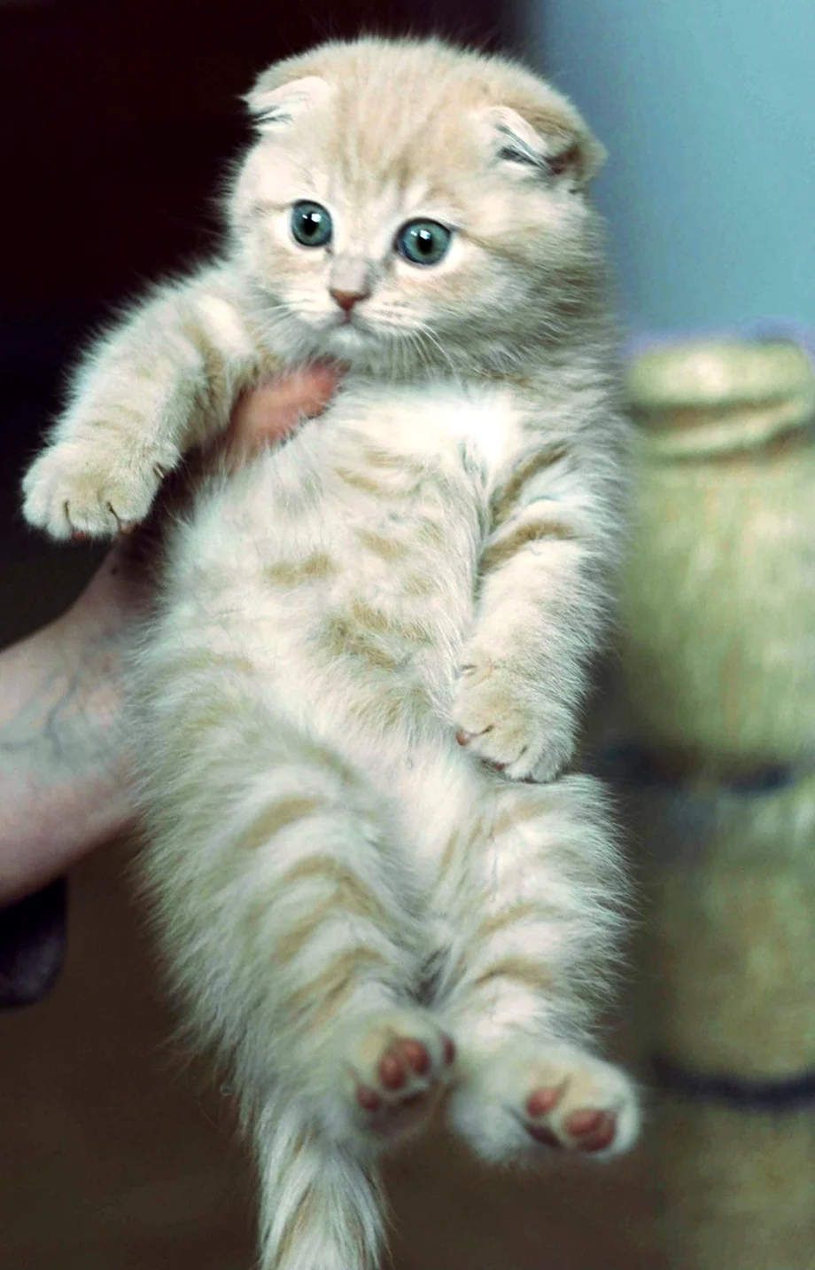 Шотландская вислоухая кошка котенок