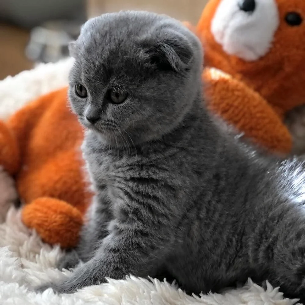 Шотландская вислоухая кошка котенок