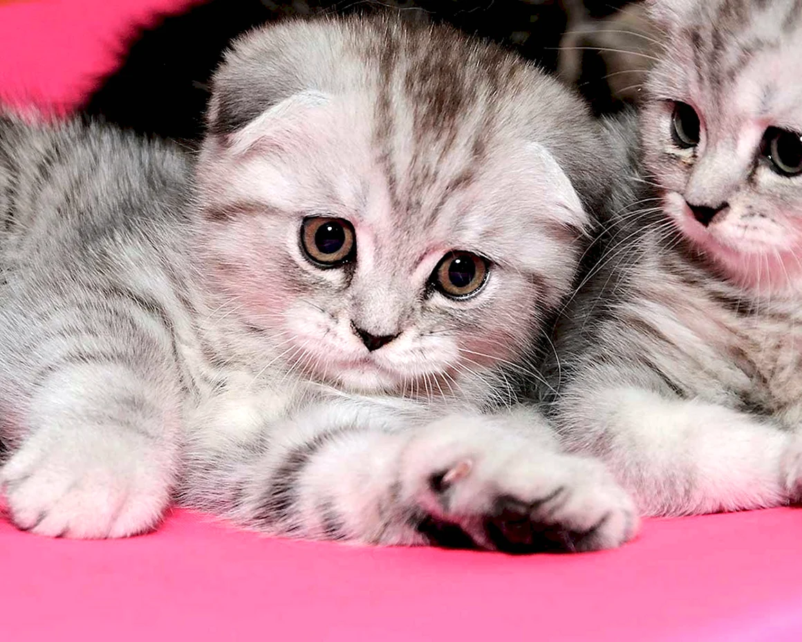 Шотландская вислоухая кошка котенок милые