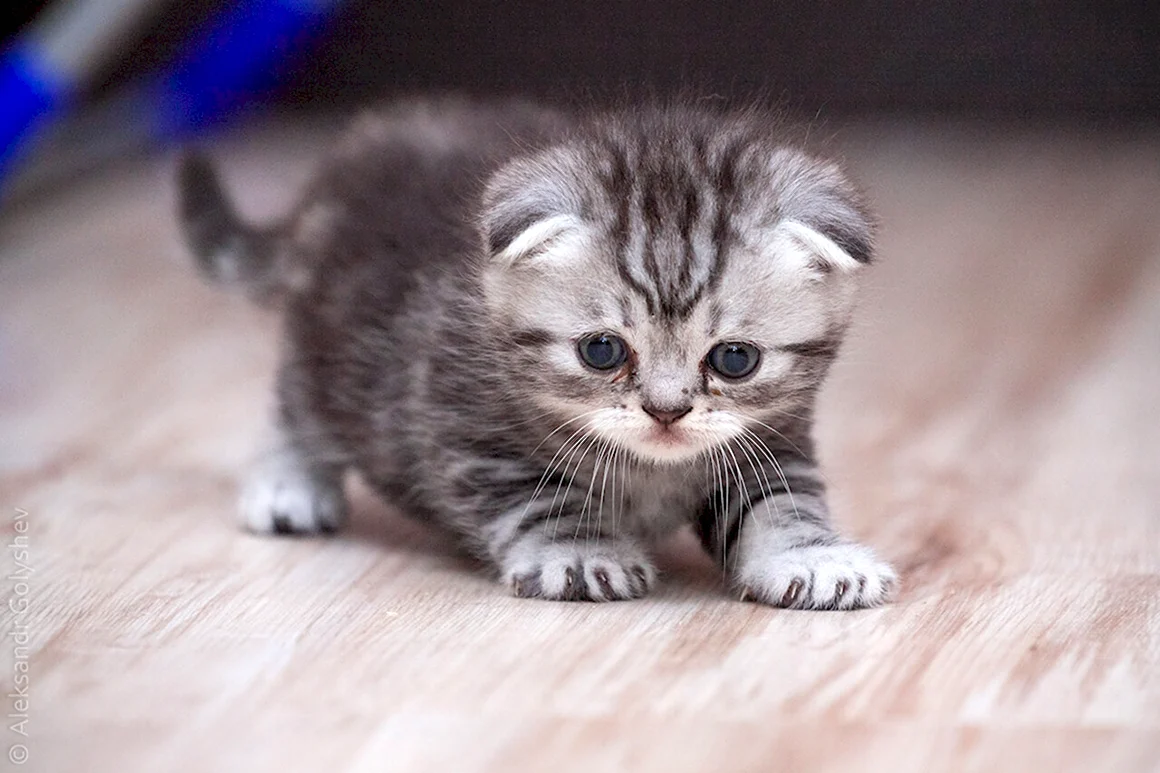 Шотландская вислоухая кошка маленький