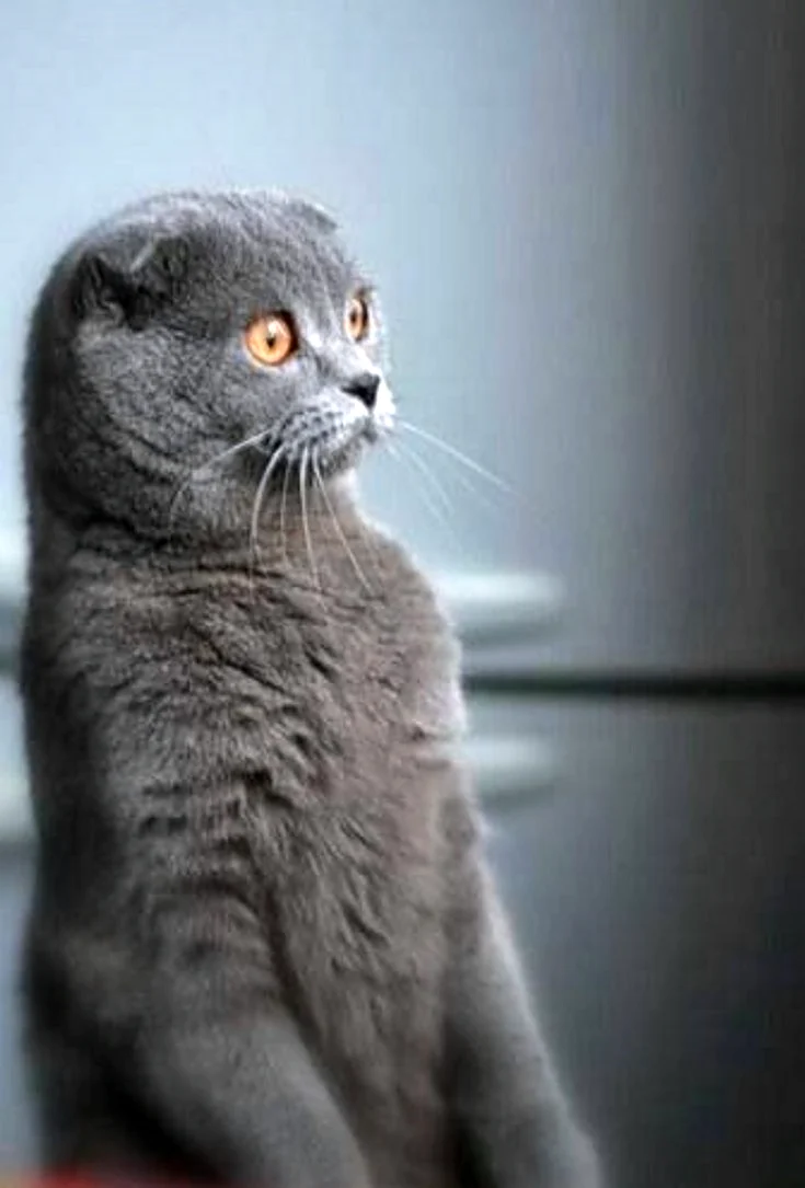 Шотландская вислоухая кошка серая