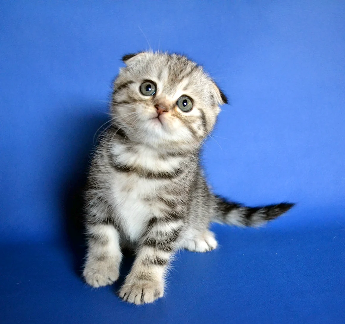 Шотландские котята скоттиш фолд