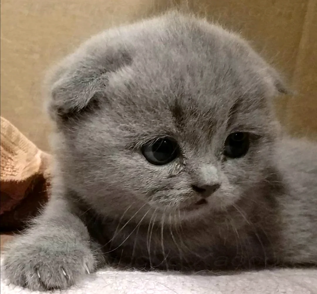 Шотландские вислоухие котята