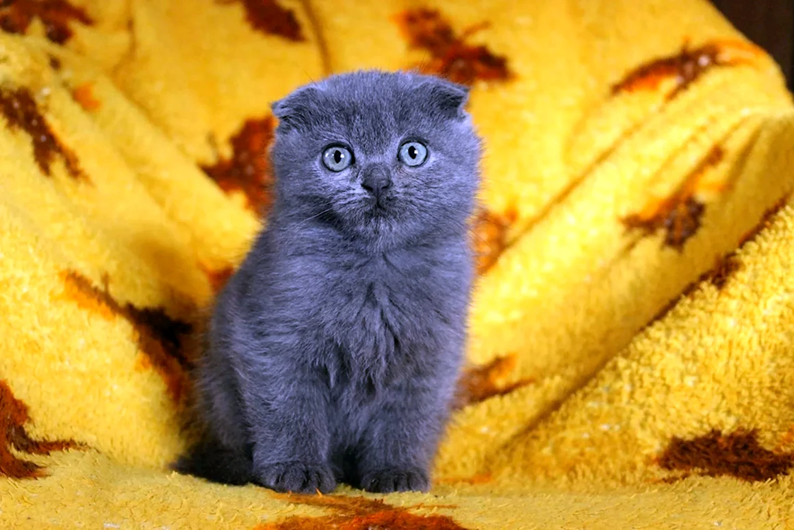Шотландские вислоухие котята