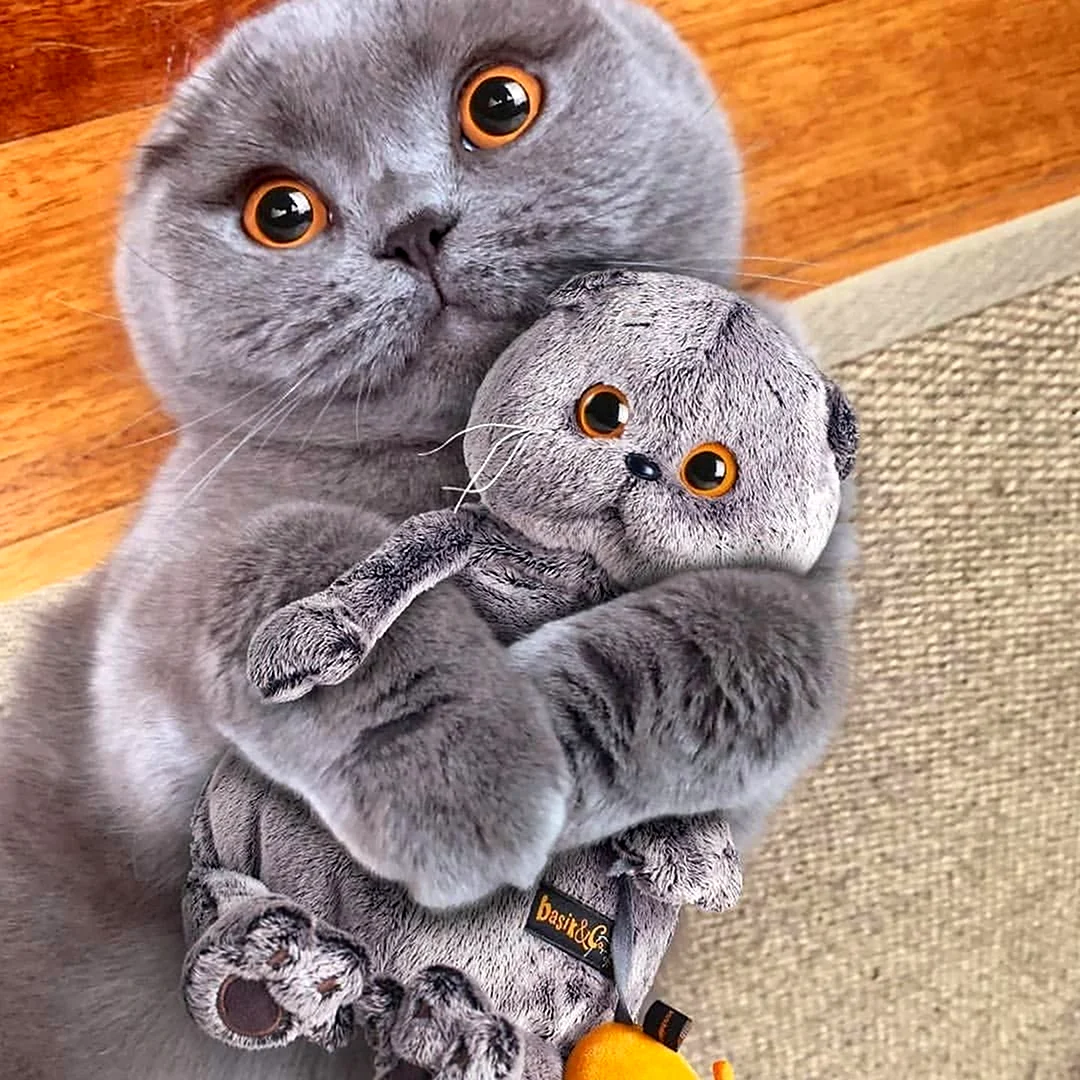 Шотландские вислоухие коты