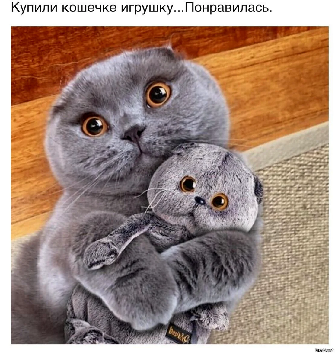Шотландские вислоухие коты