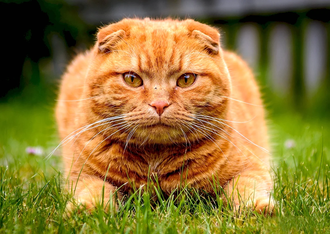Шотландский скоттиш фолд рыжий