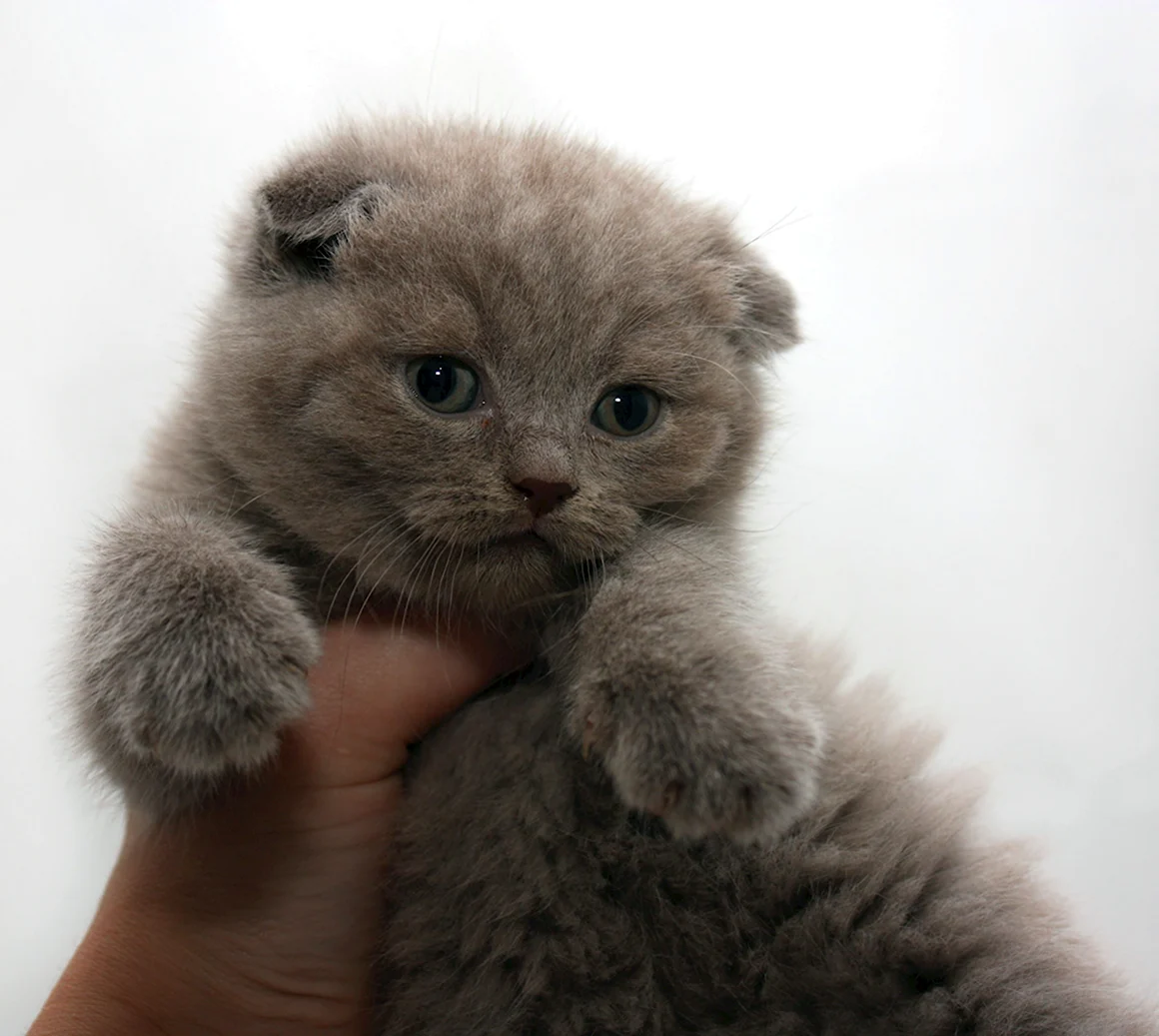 Шотландцы котята