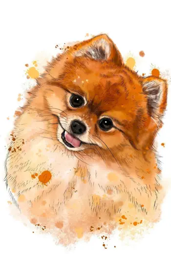 Шпиц рисунок