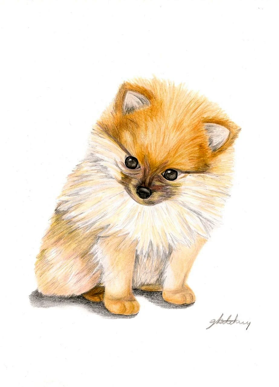 Шпиц рисунок