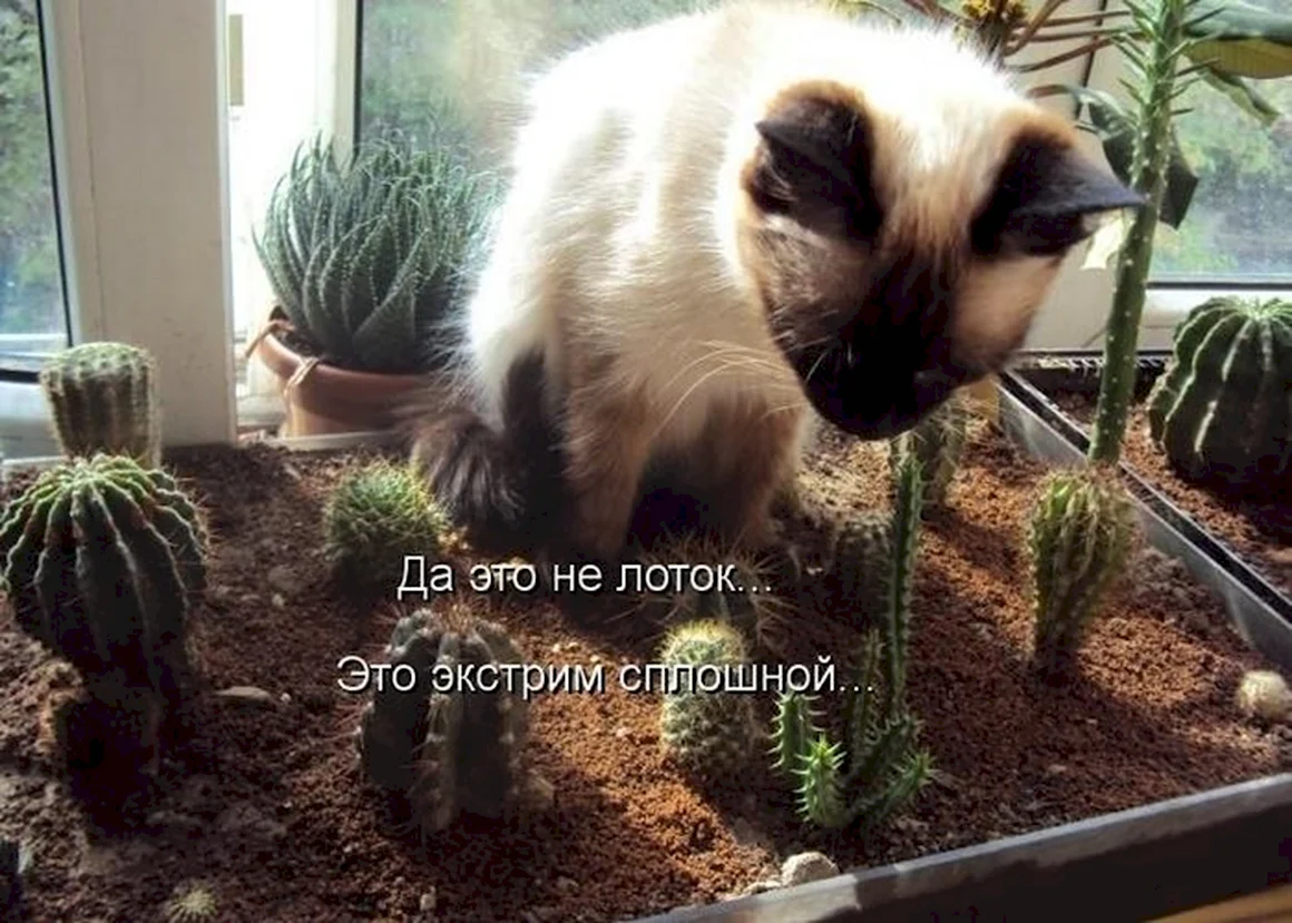 Шутки про рассаду