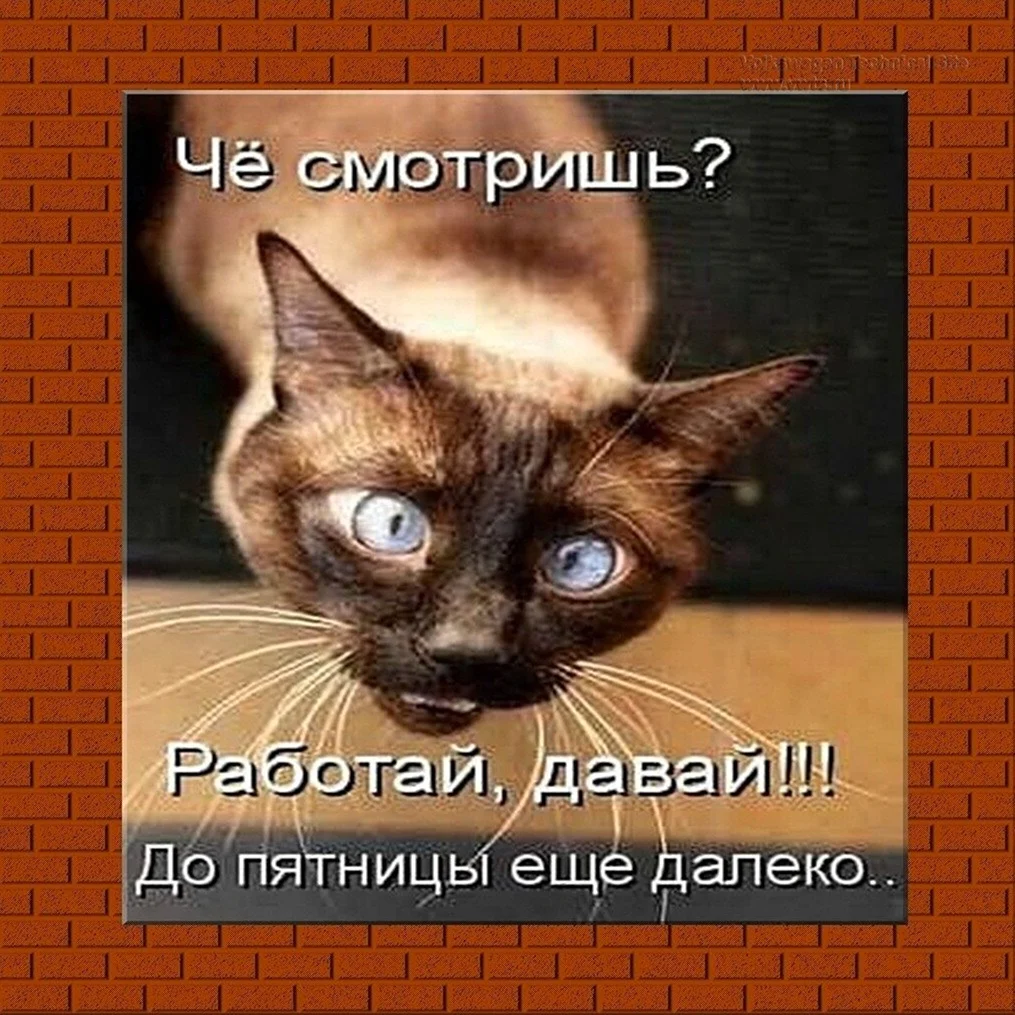 Шутки про вечер среды