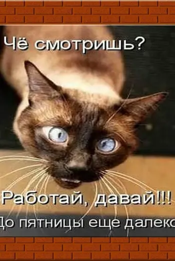 Шутки про вечер среды