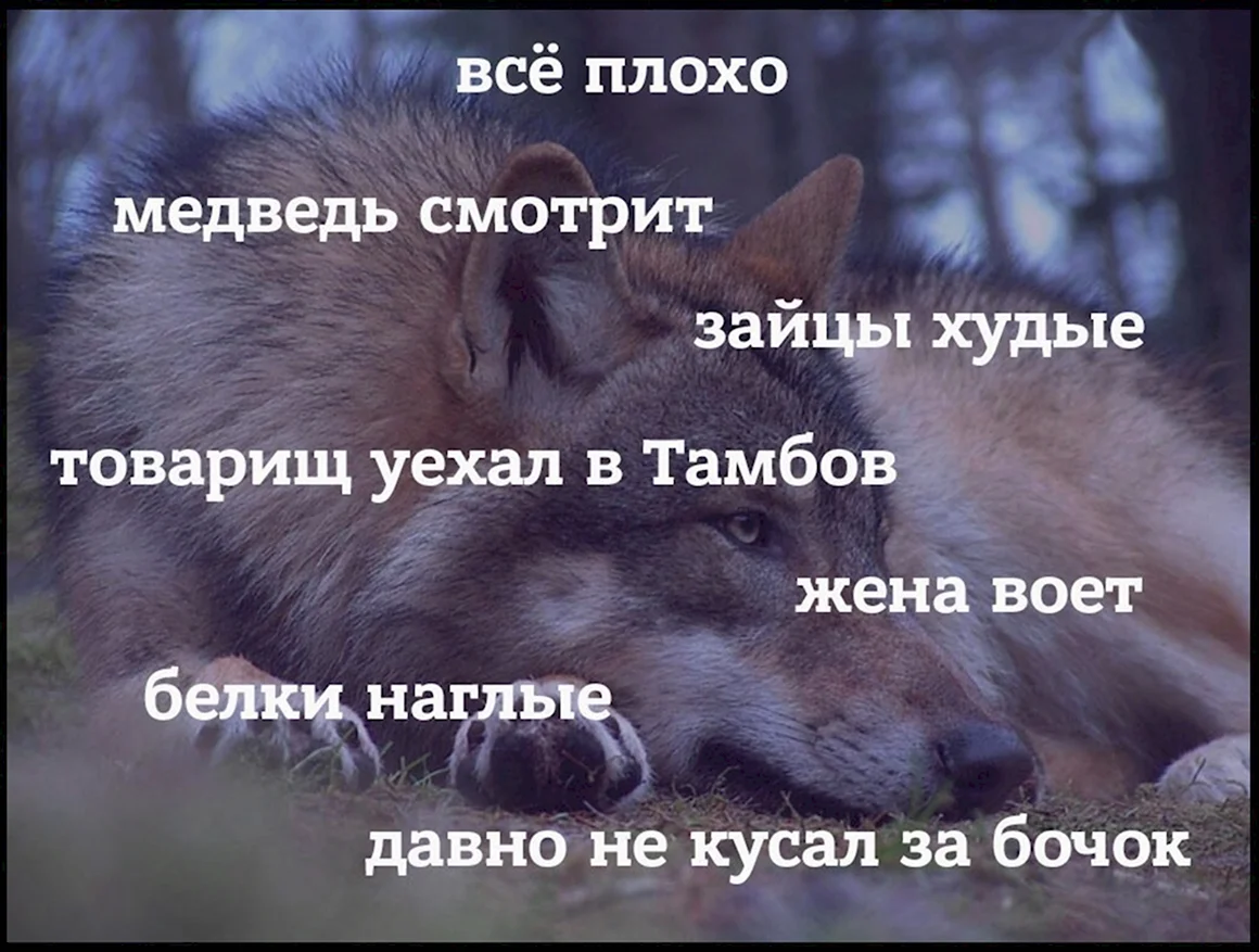 Шутки про волка