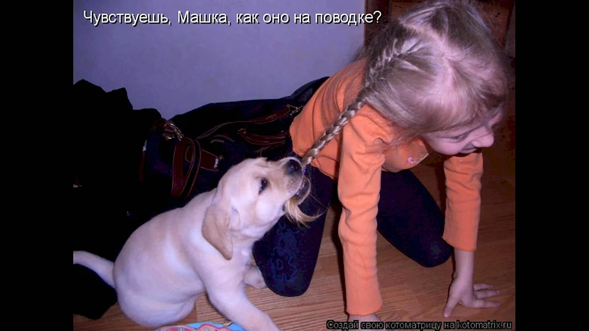 Шутки про животных с надписями