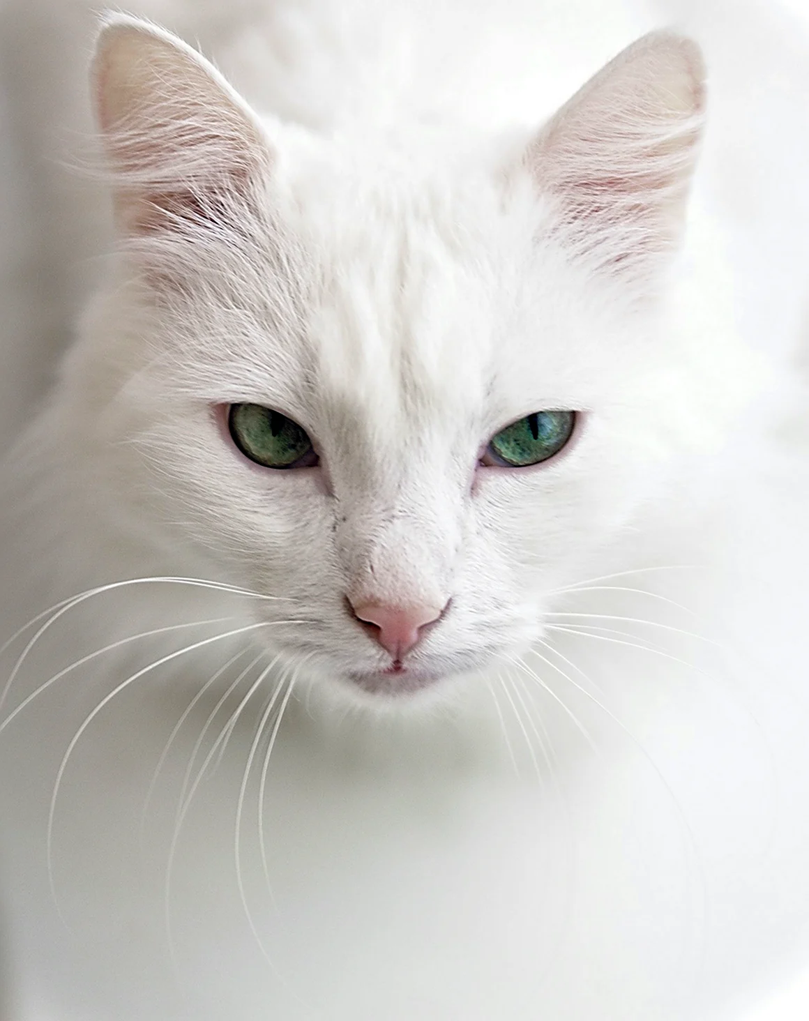 Сиамская кошка альбинос