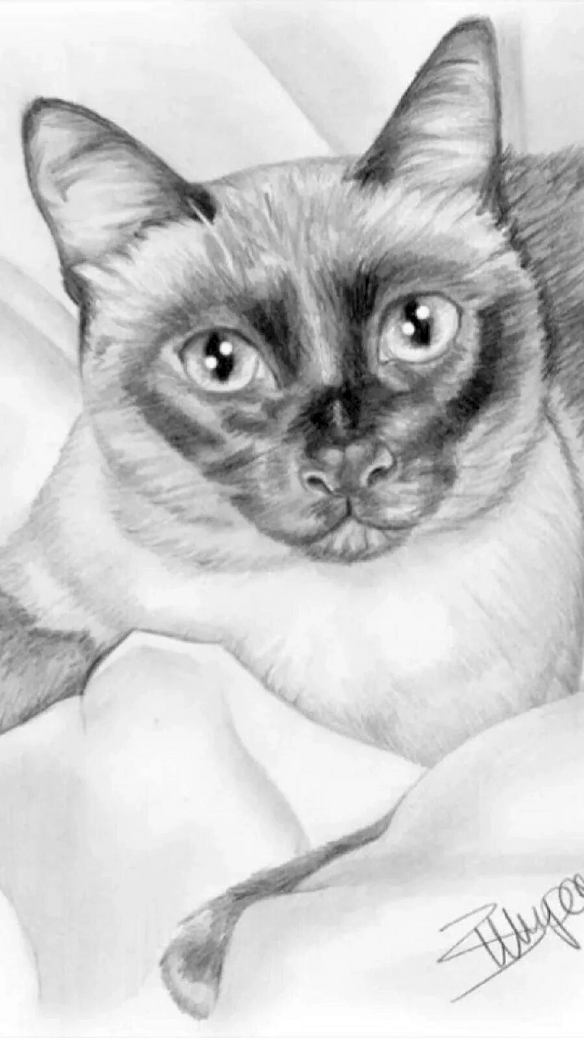 Сиамская кошка карандашом