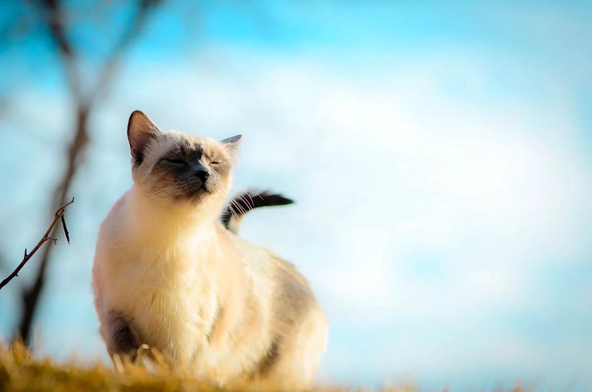Сиамская кошка Весна