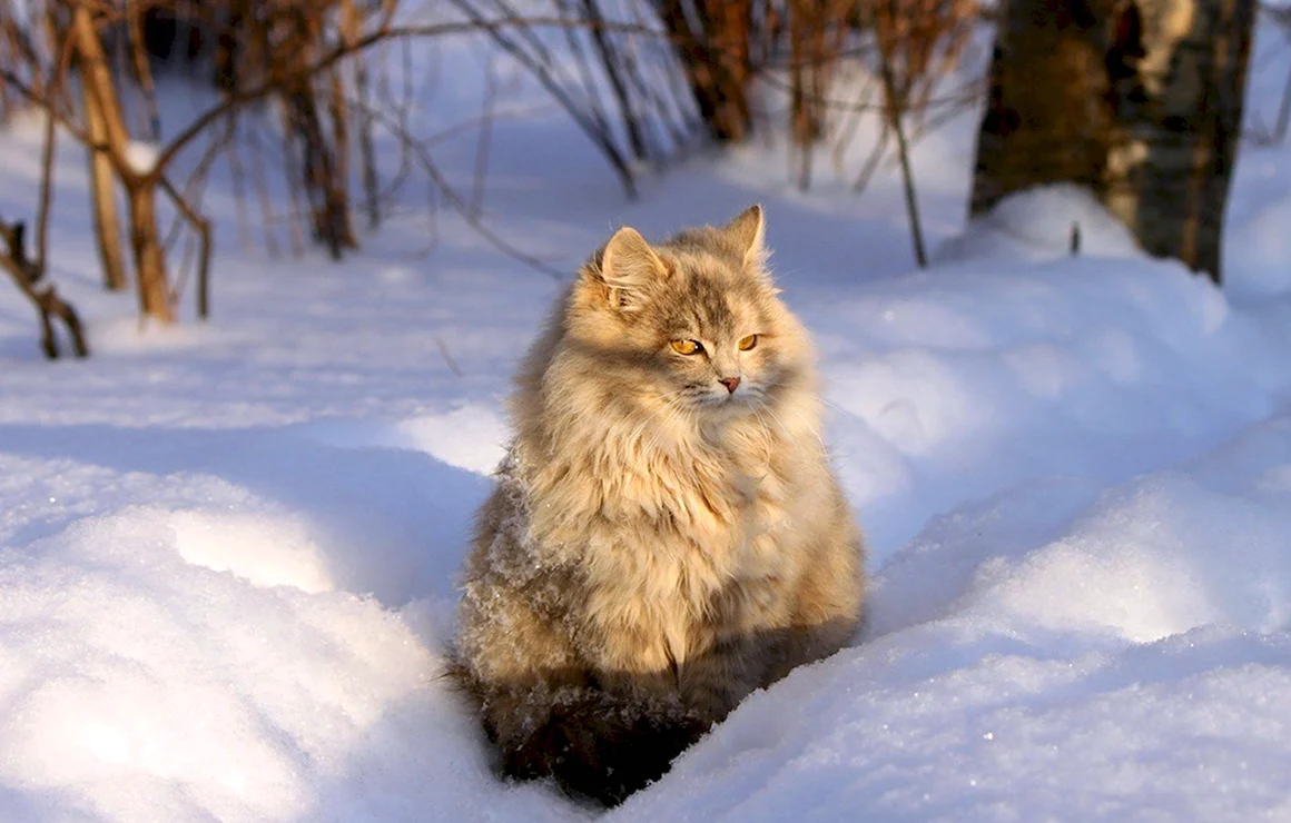 Сибирская охотничья кошка