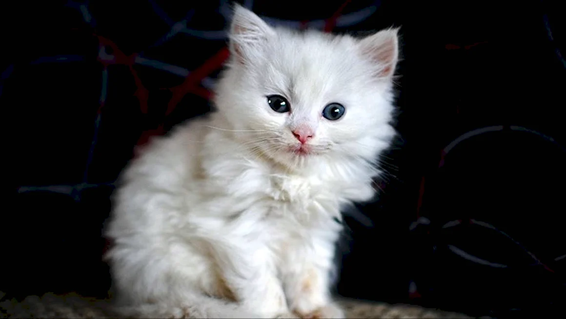 Сибирские котята белые