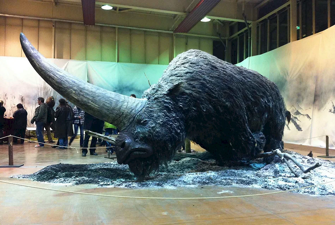 Сибирский Единорог Elasmotherium