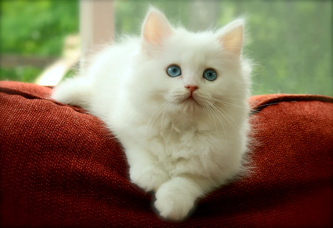 Сибирский кот белый