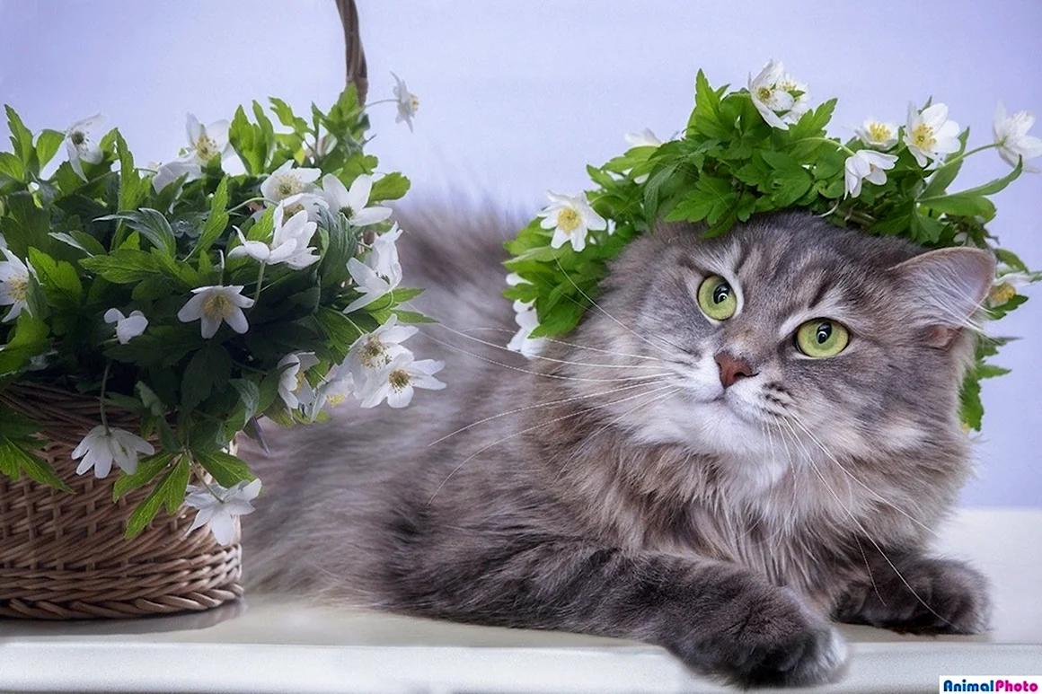 Сибирский кот серый