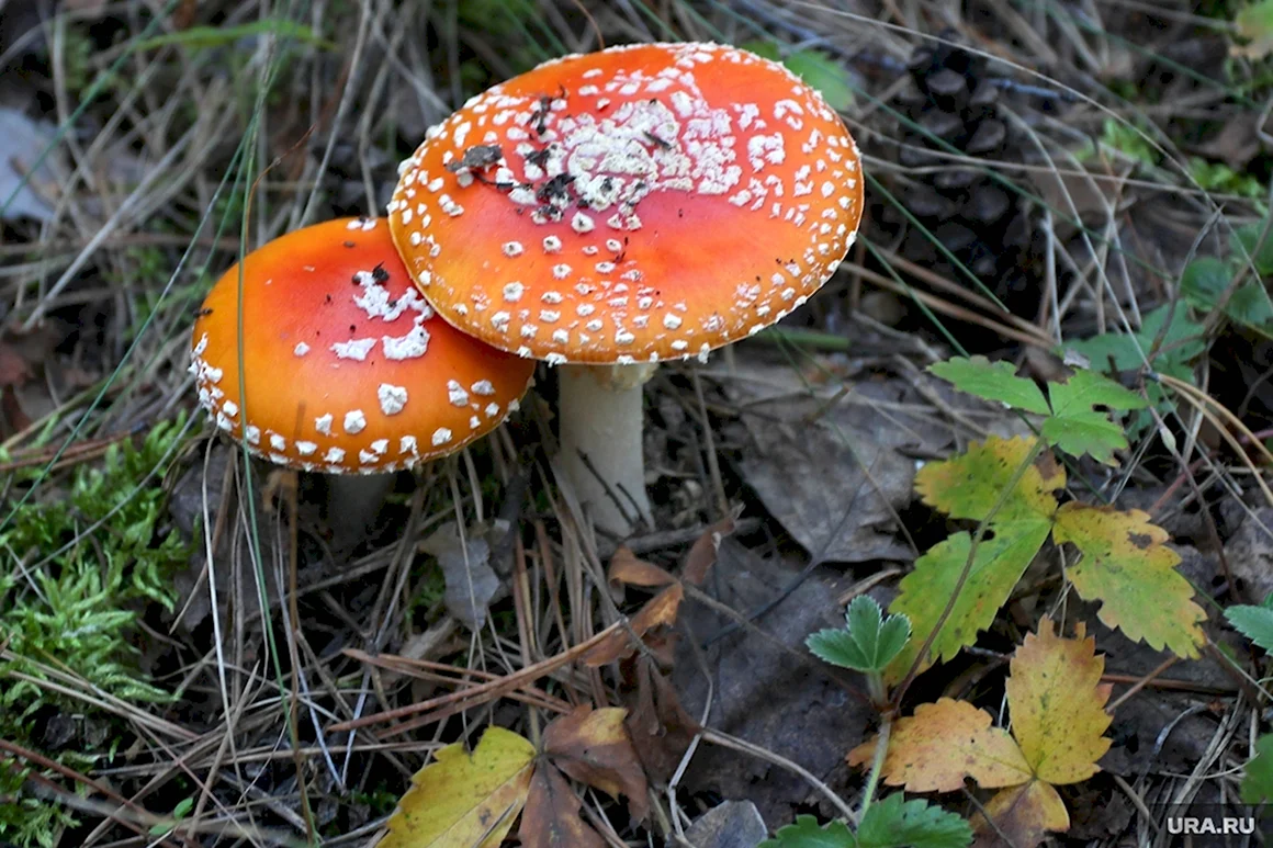 Съедобные грибы Урала