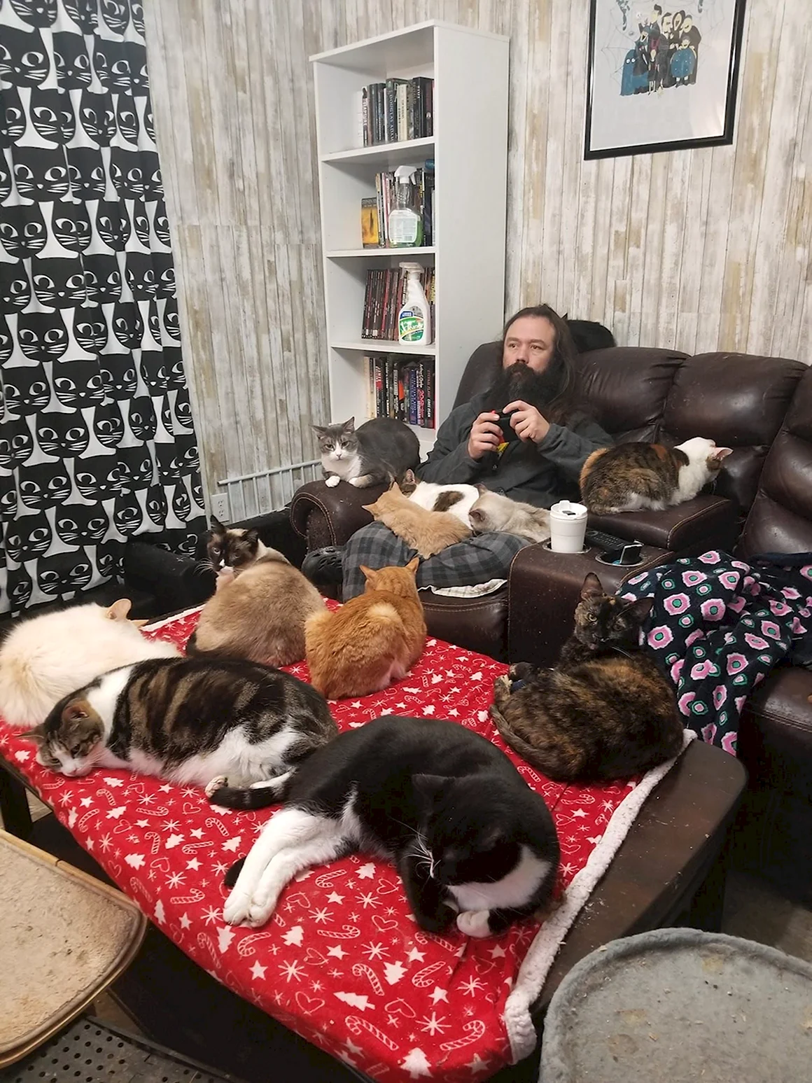 Сильная и независимая с кошками
