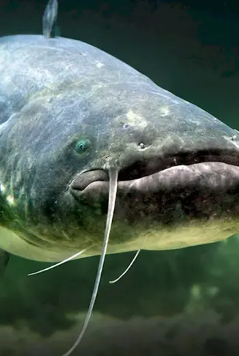 Silurus GLANIS рыба