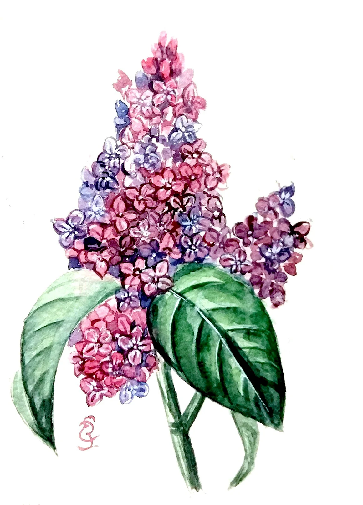 Сирень