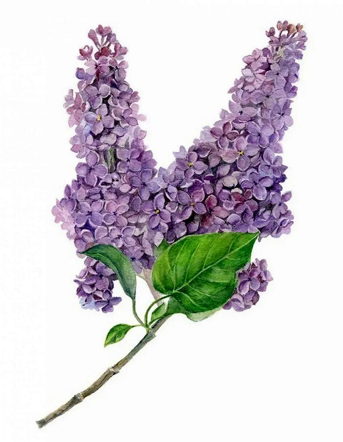 Сирень