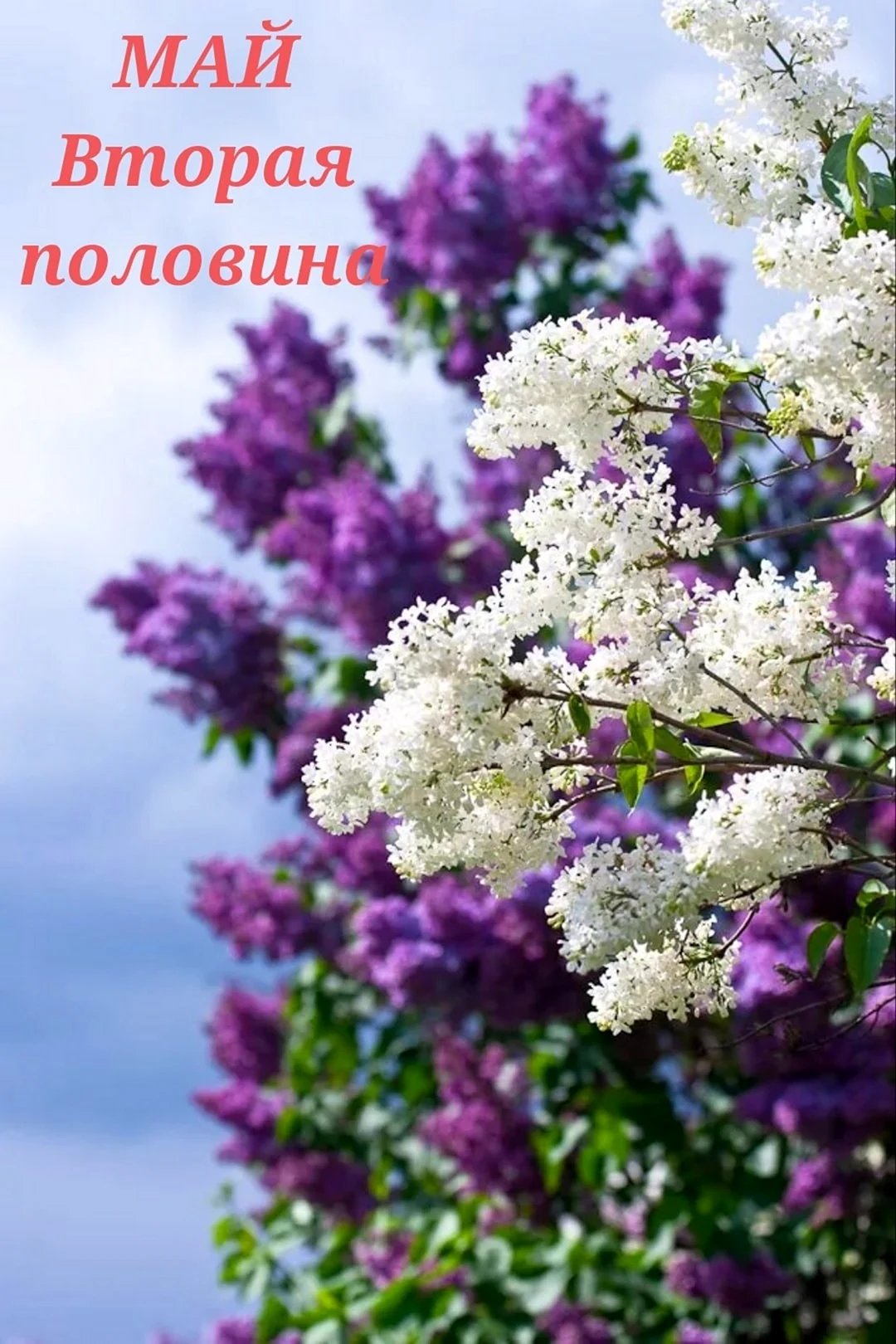Сирень 2