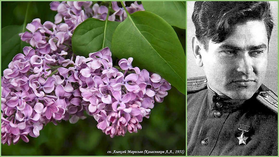 Сирень Алексей Маресьев